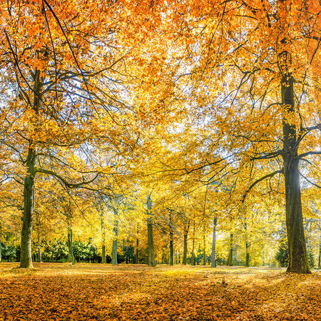 Herbstwald, Herbstlaub, Bäume, Laub, Sonnenlicht