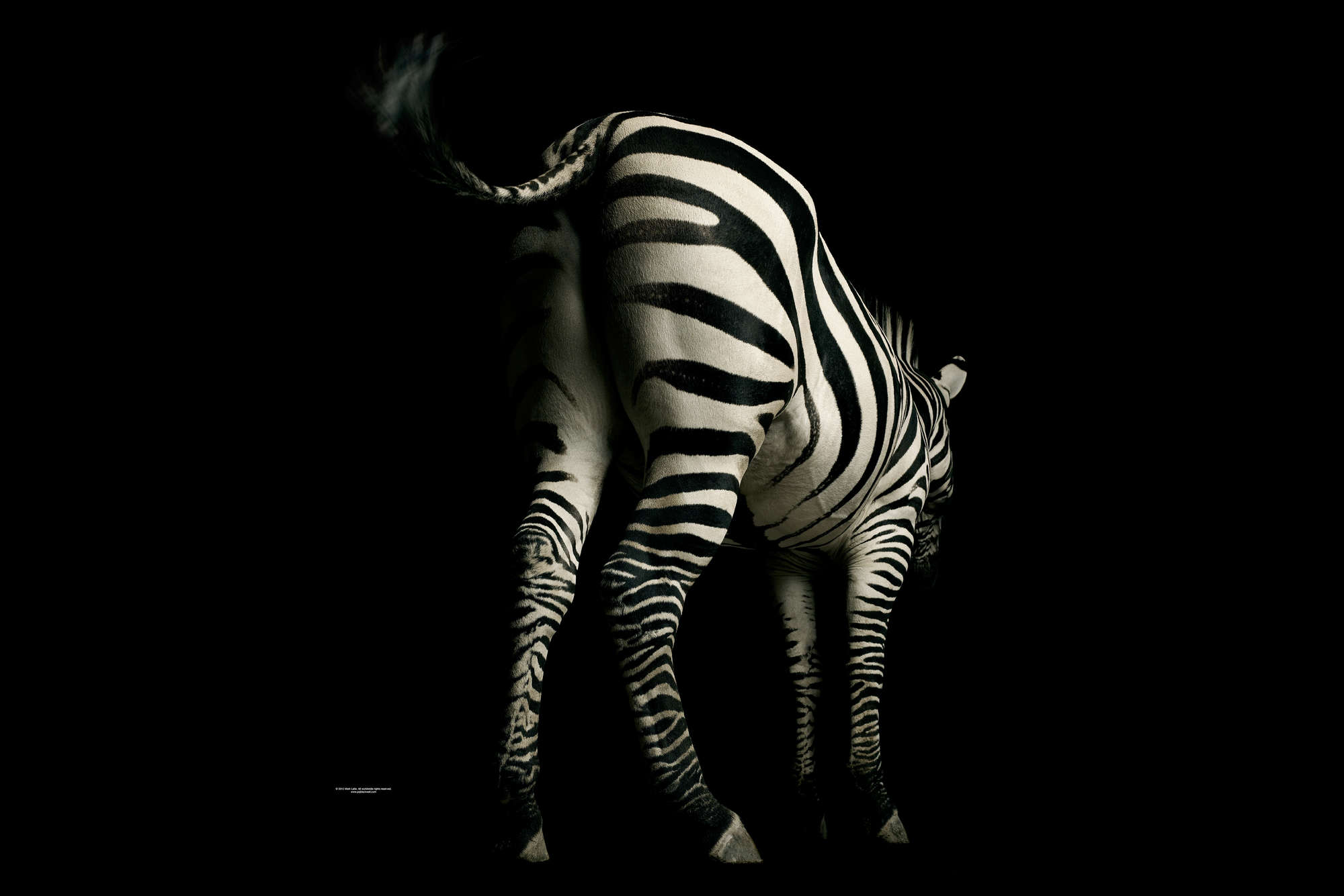 Zebra,  Streifen,  Schwarz-Weiß,  Tier,  Fell