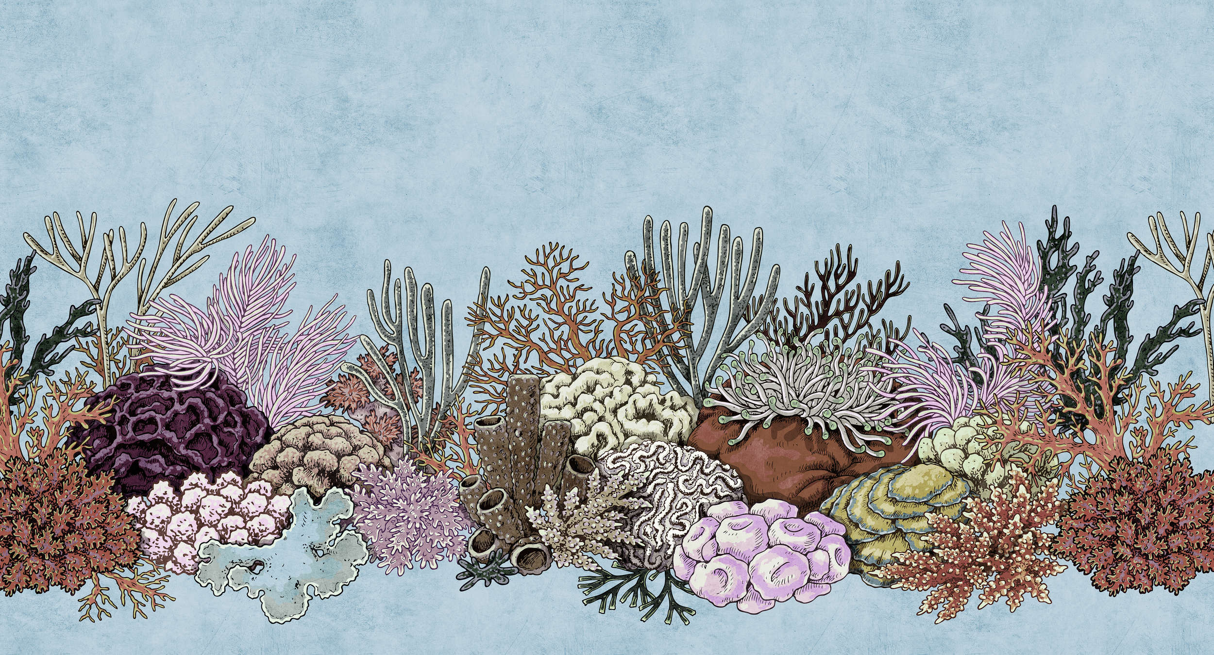 Natur, Riff, Meer, Wasser, Korallenriff