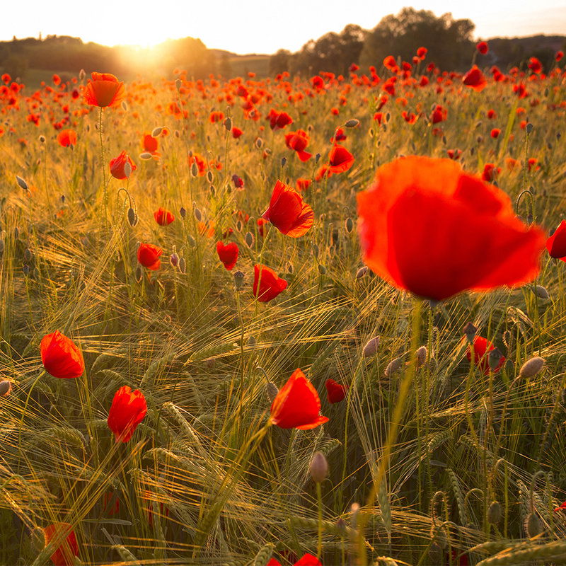 Blume, Pflanze, Feld, Grünland, Mohn