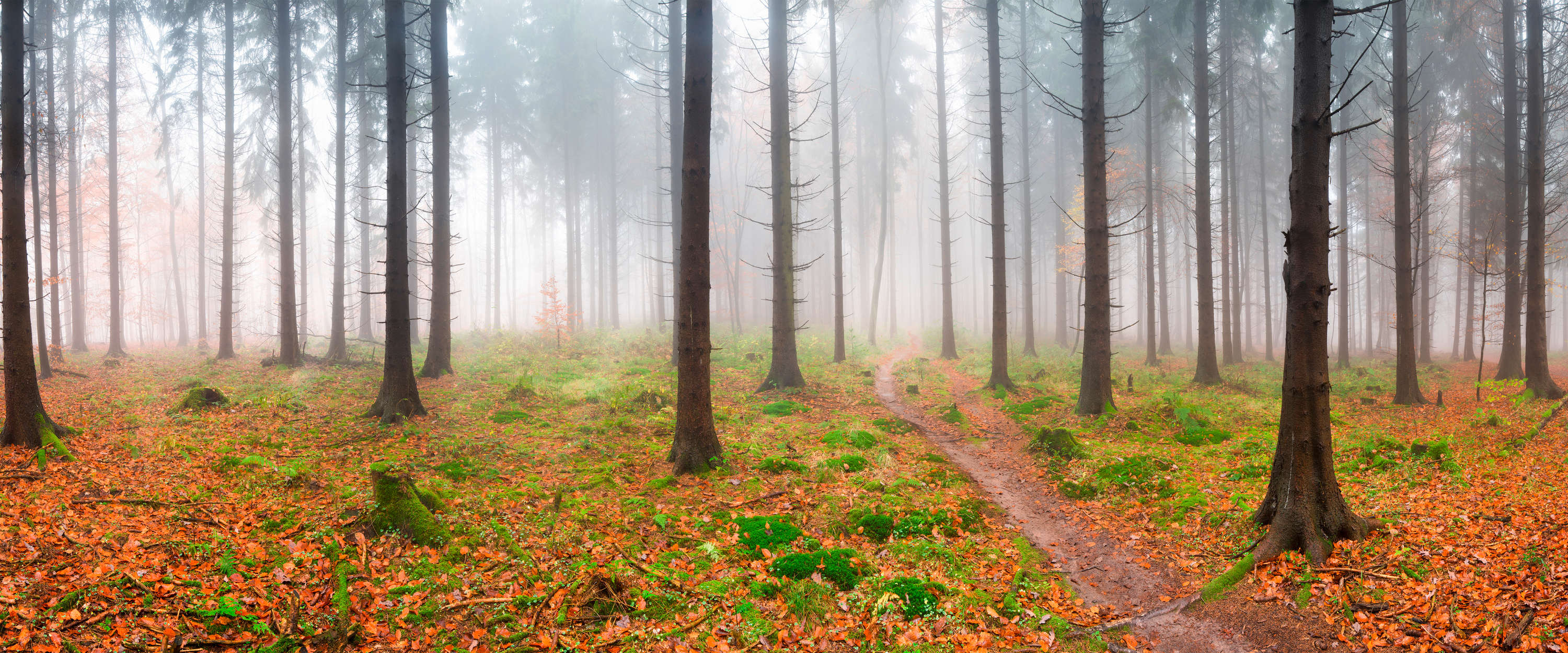 Wald, Weg, Farnwald, Laub, Nebel