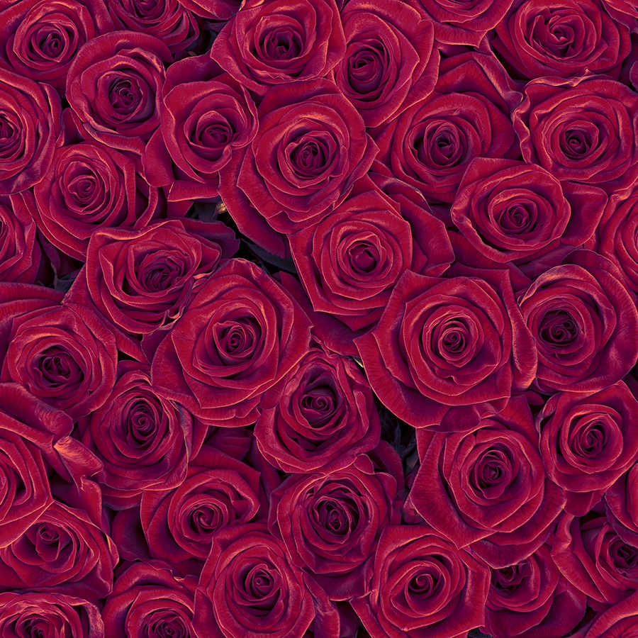 rosen, rot, blume, strauß, rosenblätter