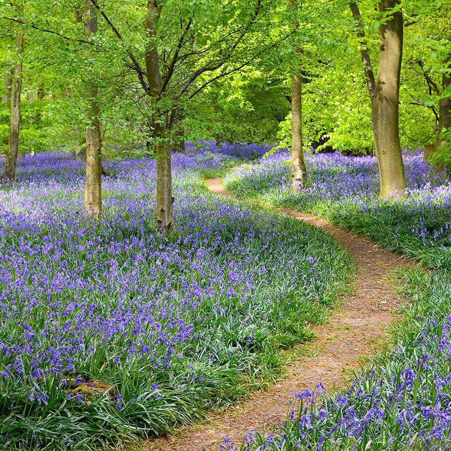 waldpfad, lavendel, blumen, natur, pfad