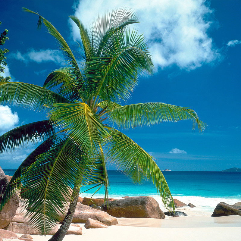         Fototapete Strand mit Palme – Strukturiertes Vlies
    
