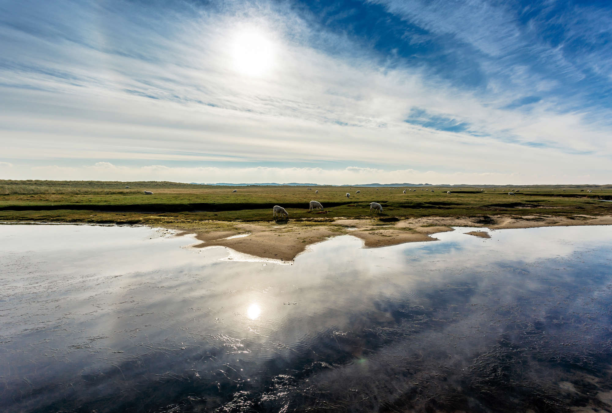 Herde, Weideland, Reflexionen im Wasser, Landschaft, Sonnenlicht