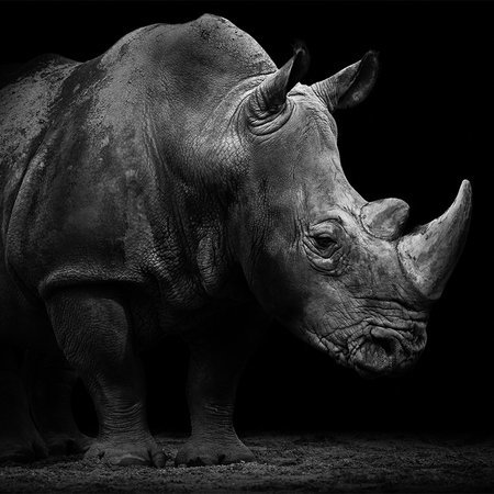 Rhino, Tier, Horn, Grau, Monochrom