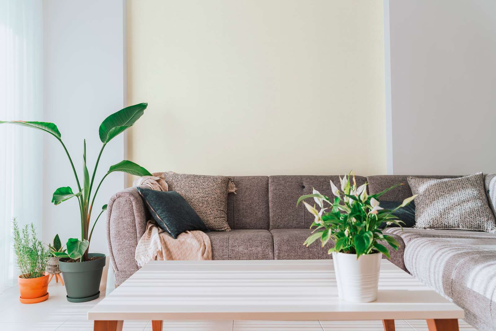 sofa, couch, wohnzimmer, pflanze, couchtisch