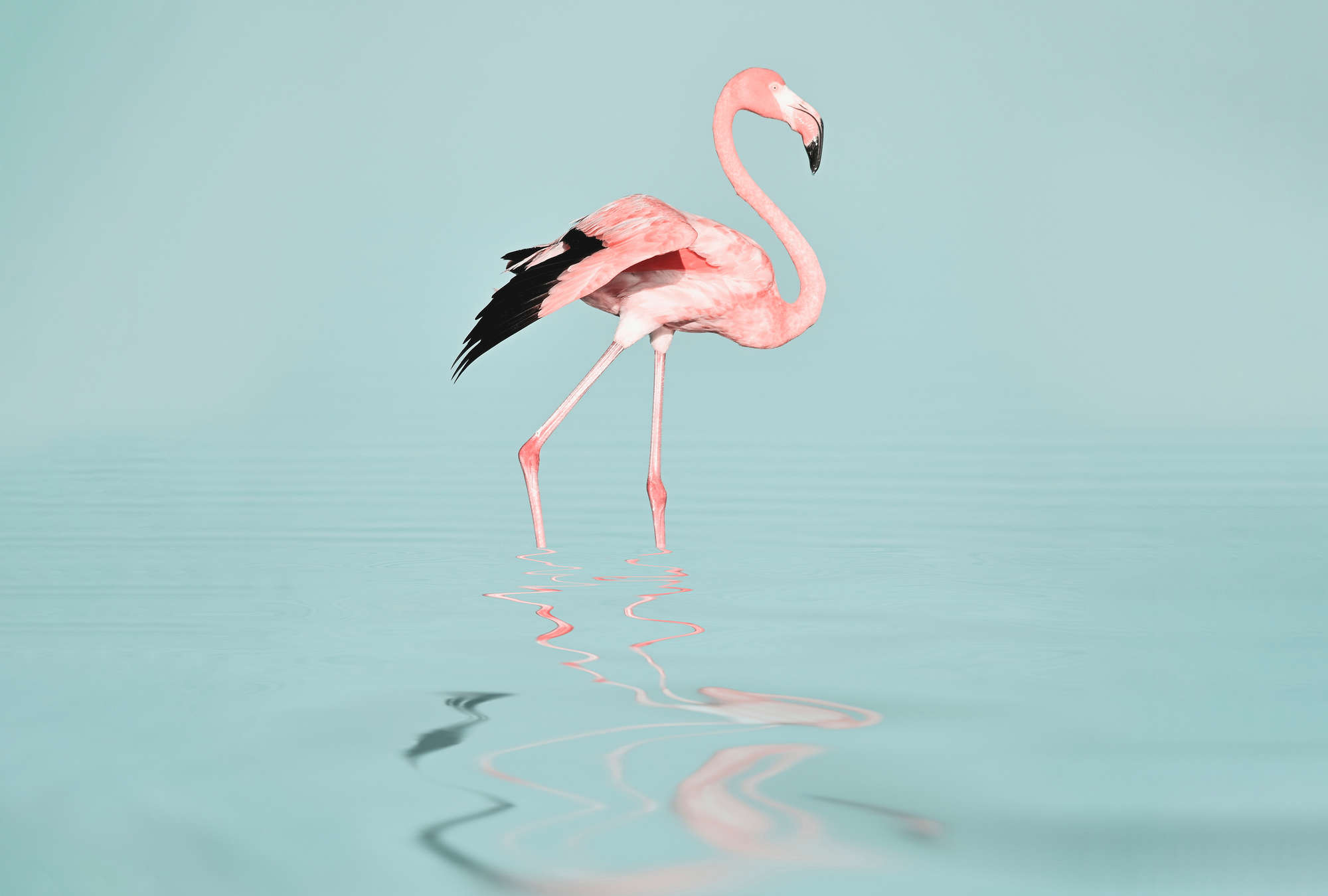             Papier peint panoramique avec flamant rose dans l'eau - rose et turquoise
        