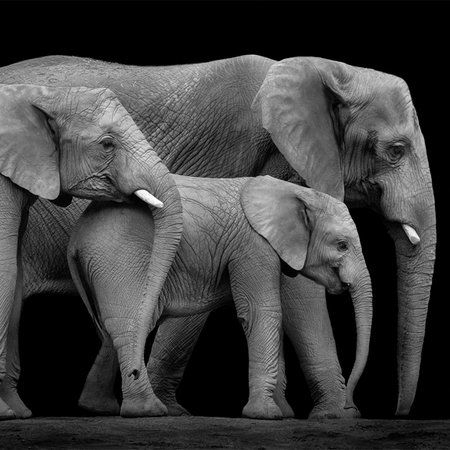         Papier peint panoramique Famille d'éléphants sur fond noir
    