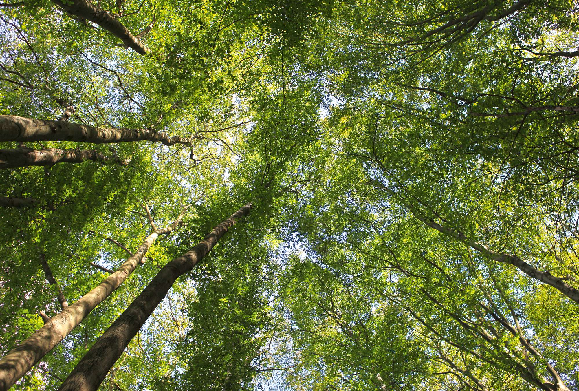             Blätterdach Fototapete mit Laubwald Baumwipfeln
        