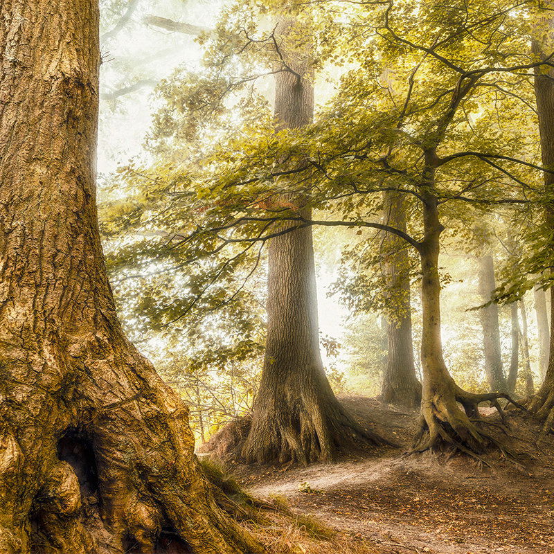         Architects Paper Fototapete AP Digital 4
    