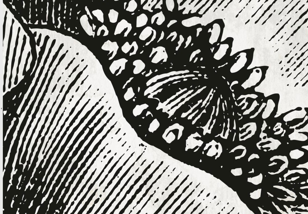             Schwarz-Weiß Fototapete Mohnblume Botanical Style
        