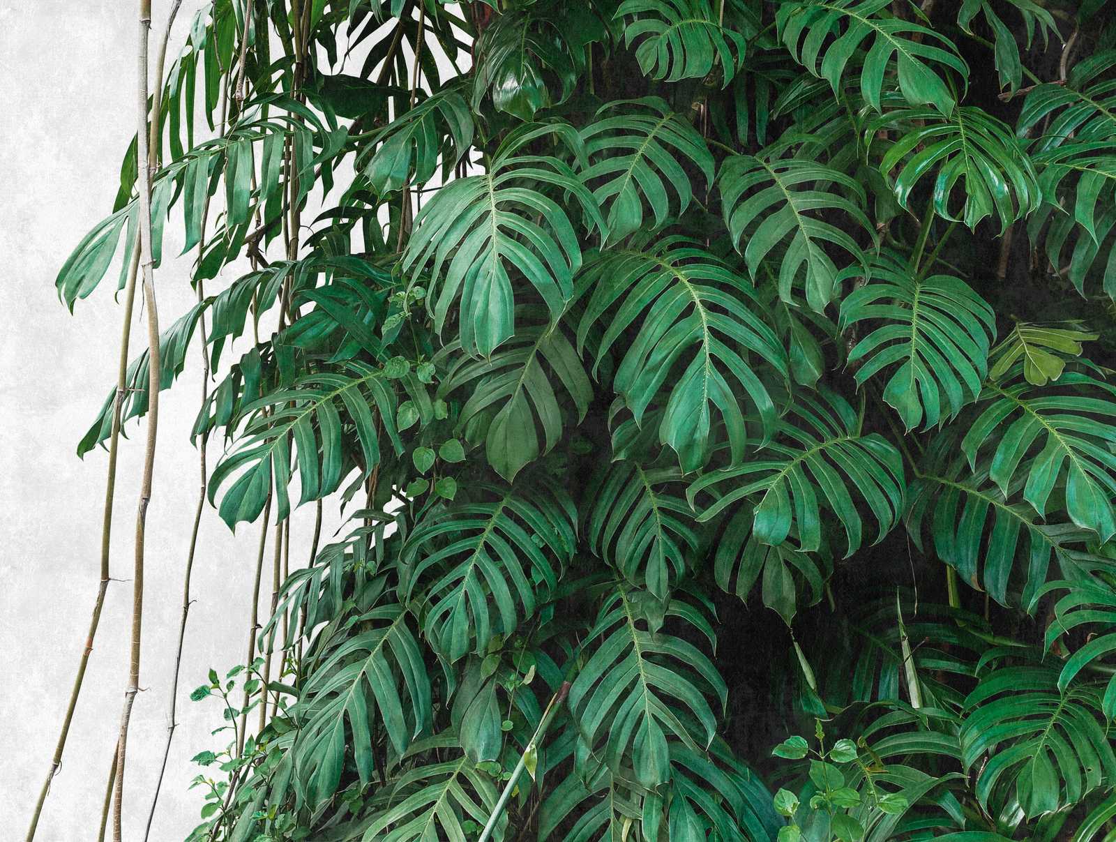             Wallpaper novelty | Monstera wallpaper 3D motif jungle green
        