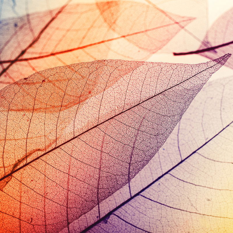         Photo wallpaper with leaf pattern X-ray - Orange, Blue, Colourful
    
