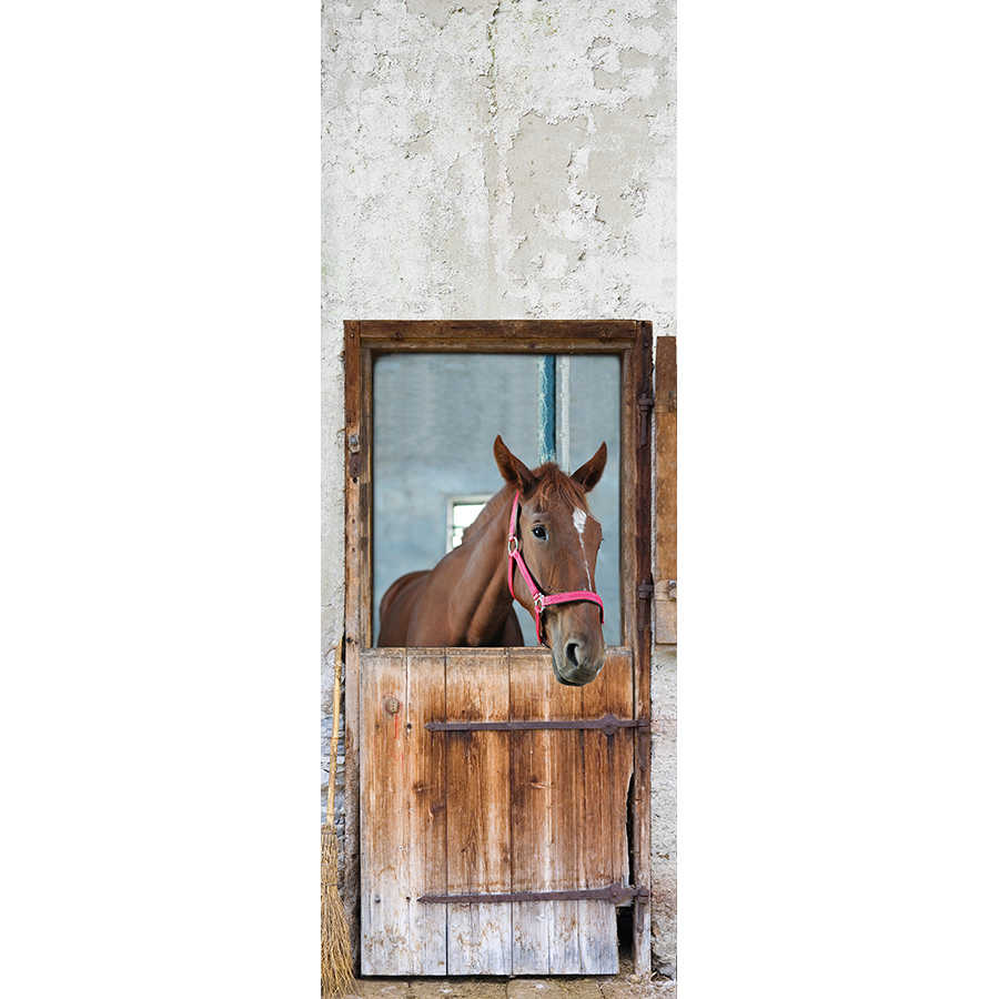 Pferd, Stall, rosa Halfter, Holzstall, Scheunenwand