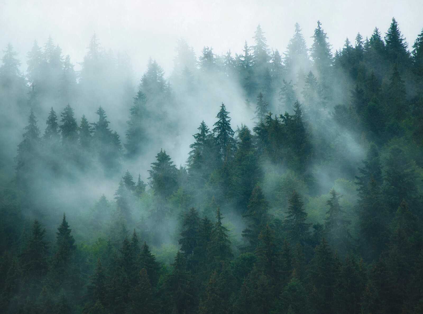             Fototapete mit mystischer Nebel-Waldlandschaft als Vliestapete – Grün, Blau, Petrol
        