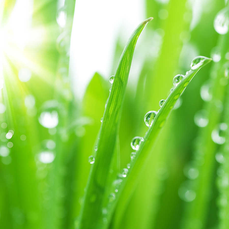 Gras, Tau, Wassertropfen, Grüne Blätter, Makroaufnahme