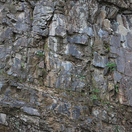         Fototapete mit Felsgestein und Pflanzen
    