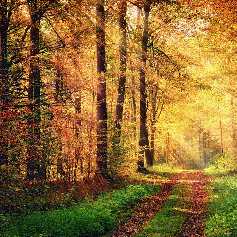 Wald, Herbst, Pfad, Bäume, Laub
