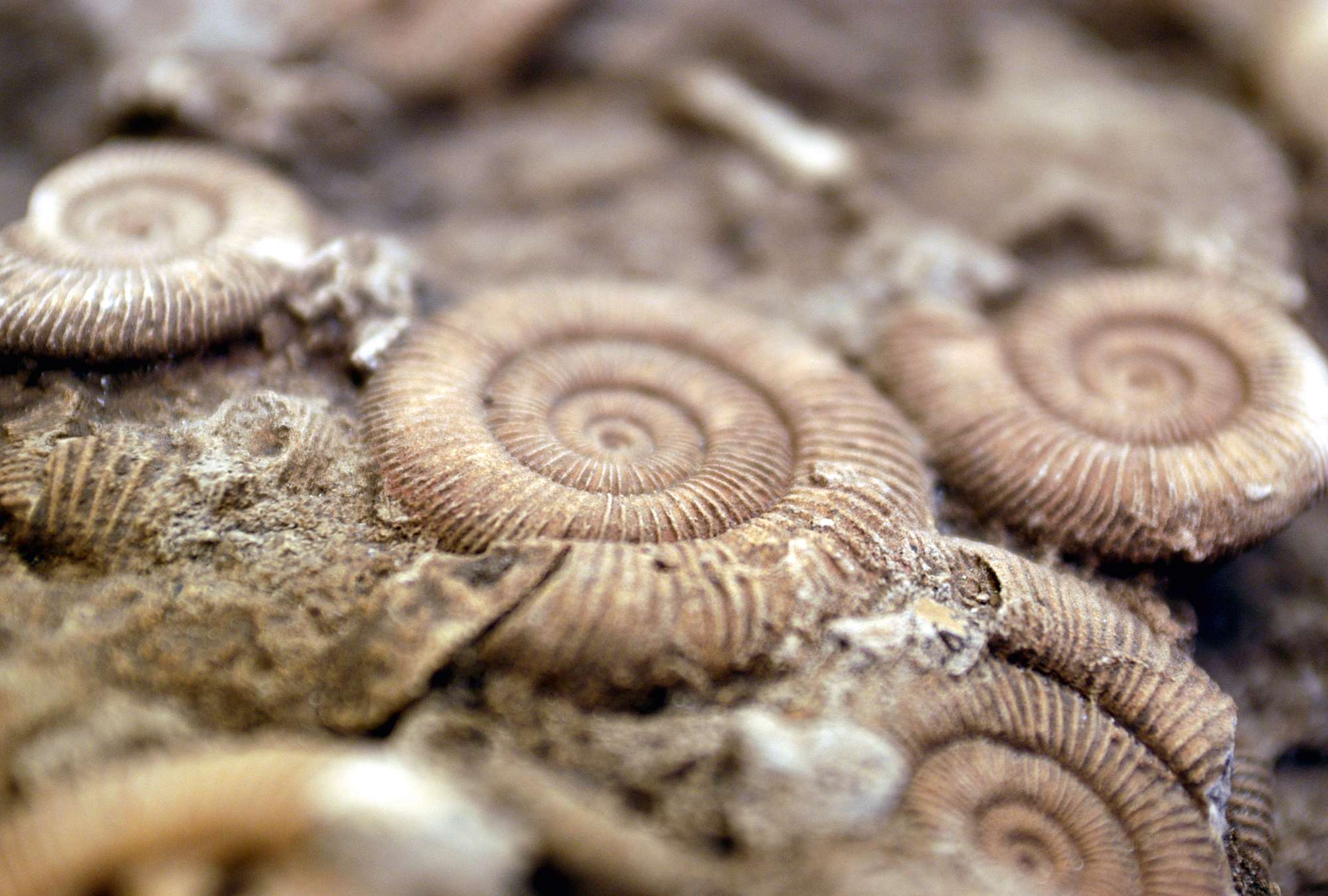 fossil, Schale, Spirale, Muster, Felsen