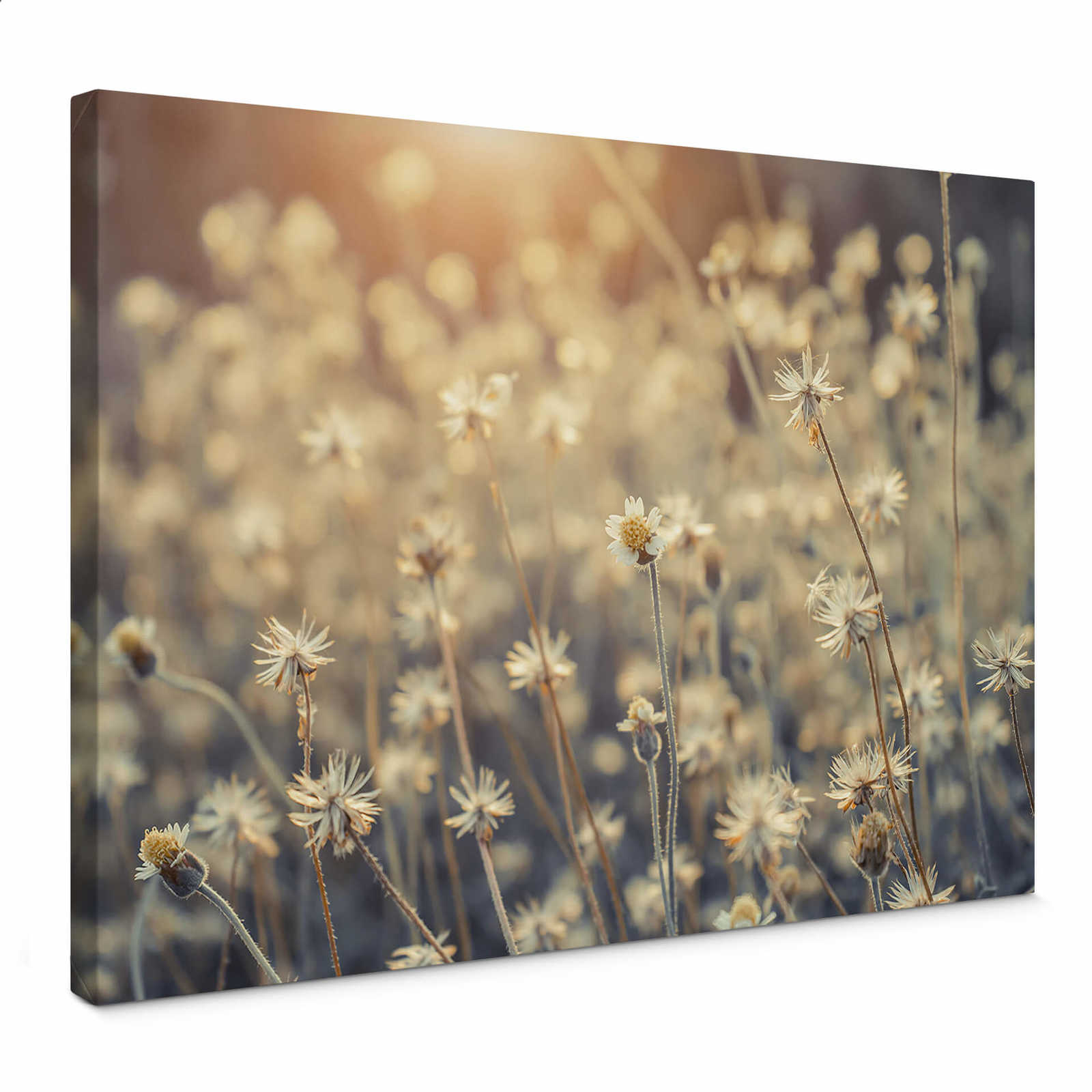         Leinwandbild mexikanische Gänseblümchen – 0,70 m x 0,50 m
    