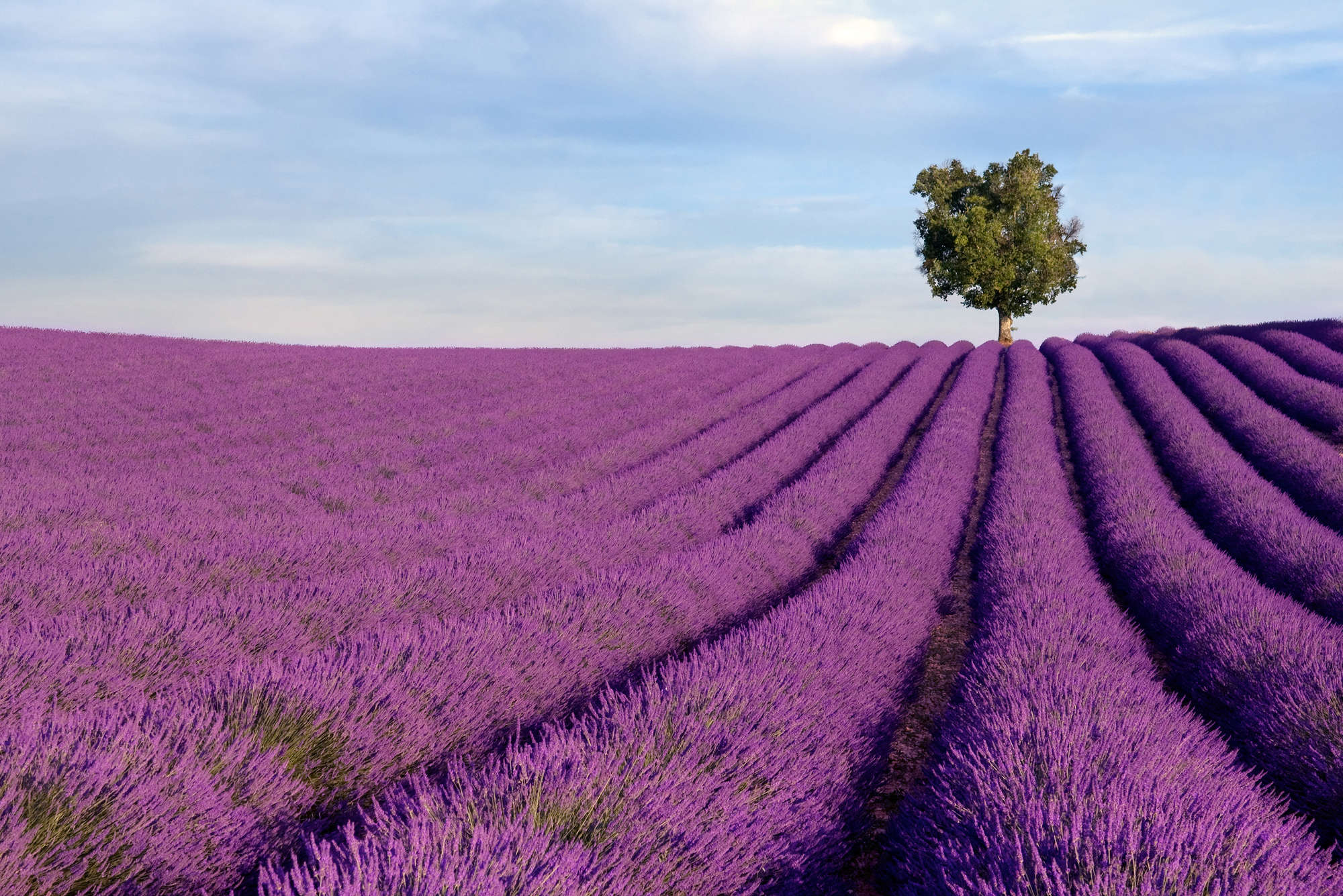 Lavendel, Lavendelfeld, Landschaft, einzelner Baum, Reihenpflanzen