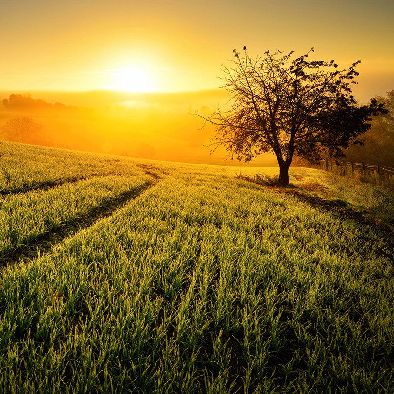         Natuur Onderlaag behang Veld bij Zonsopgang - Premium Glad Vlies
    