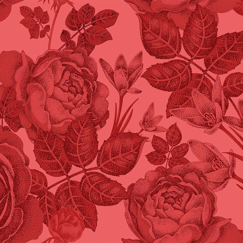 Blume, Pflanze, Rose