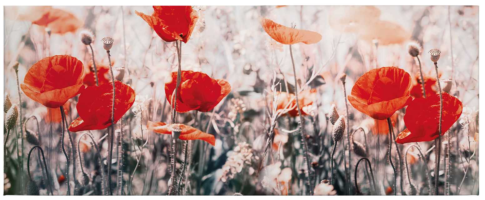 Blume, Pflanze, Mohn