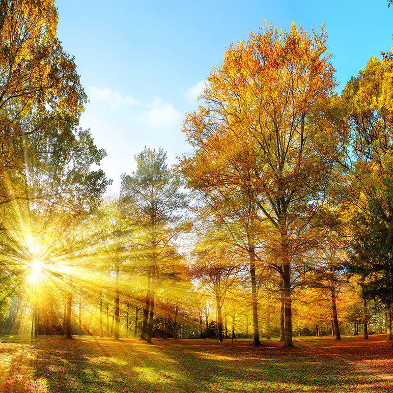 Herbstlandschaft, Sonne, Bäume, Laub, Park