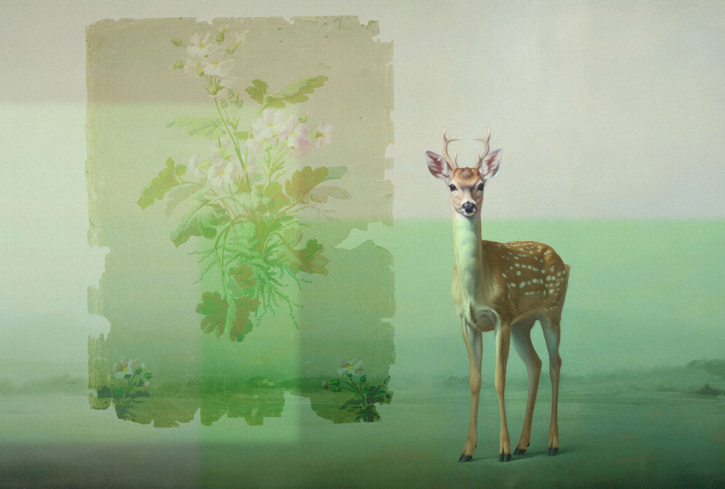 Hirsch, Säugetier, Tierwelt, Antilope, Pflanze