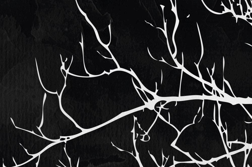Schwarz-Weiß Fototapete weißer Baum – Weiß, Schwarz