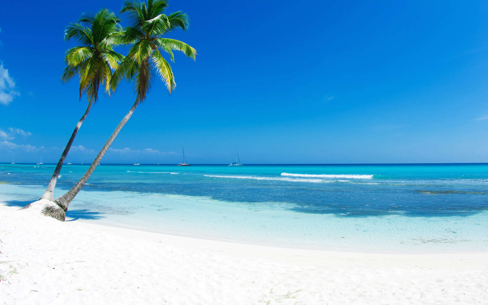 strand, palmen, sonniger strand, tropisches wasser, meer