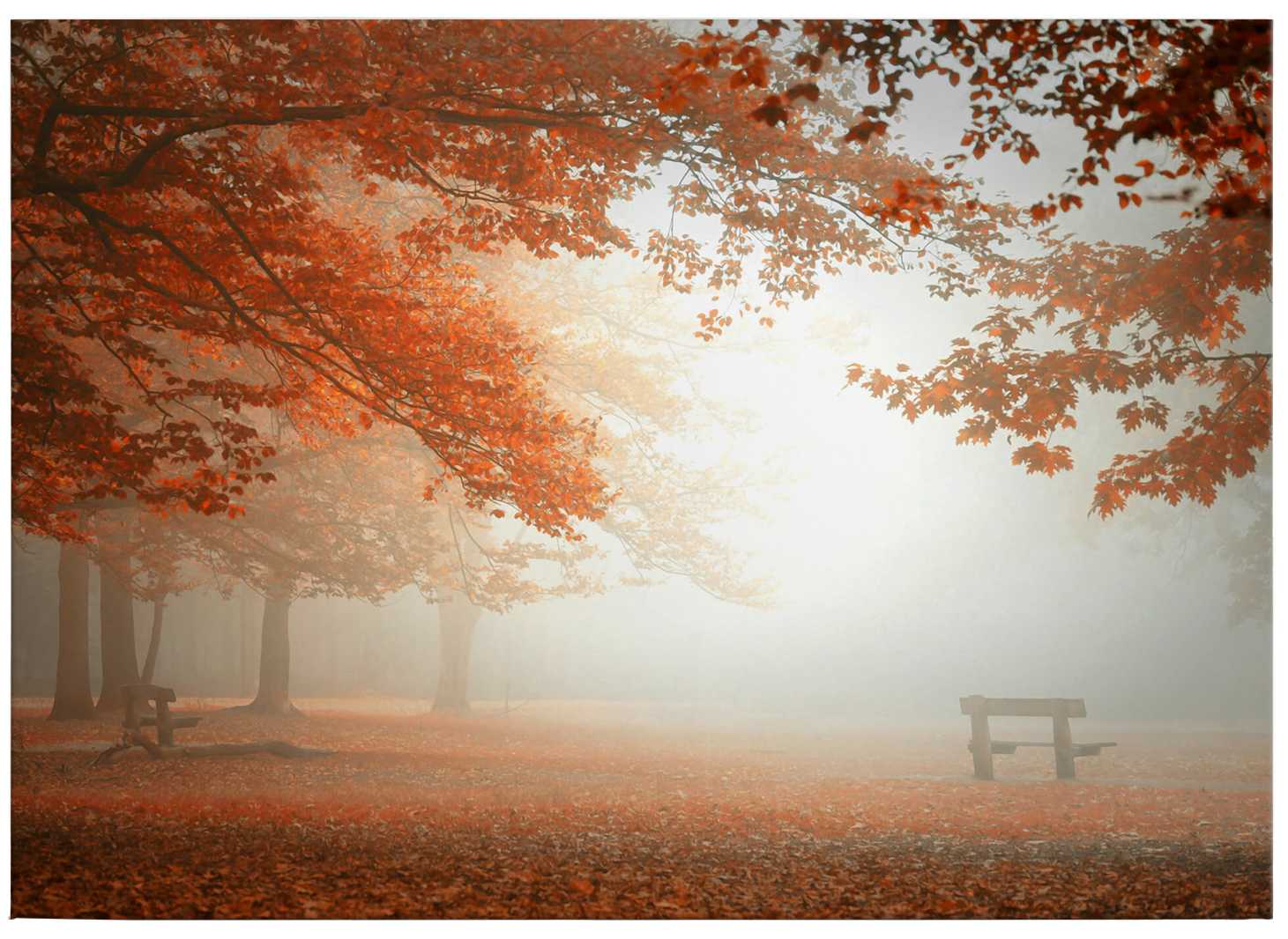 Dingemans Leinwandbild Herbstbäume und Laub im Nebel – 0,70 m x 0,50 m