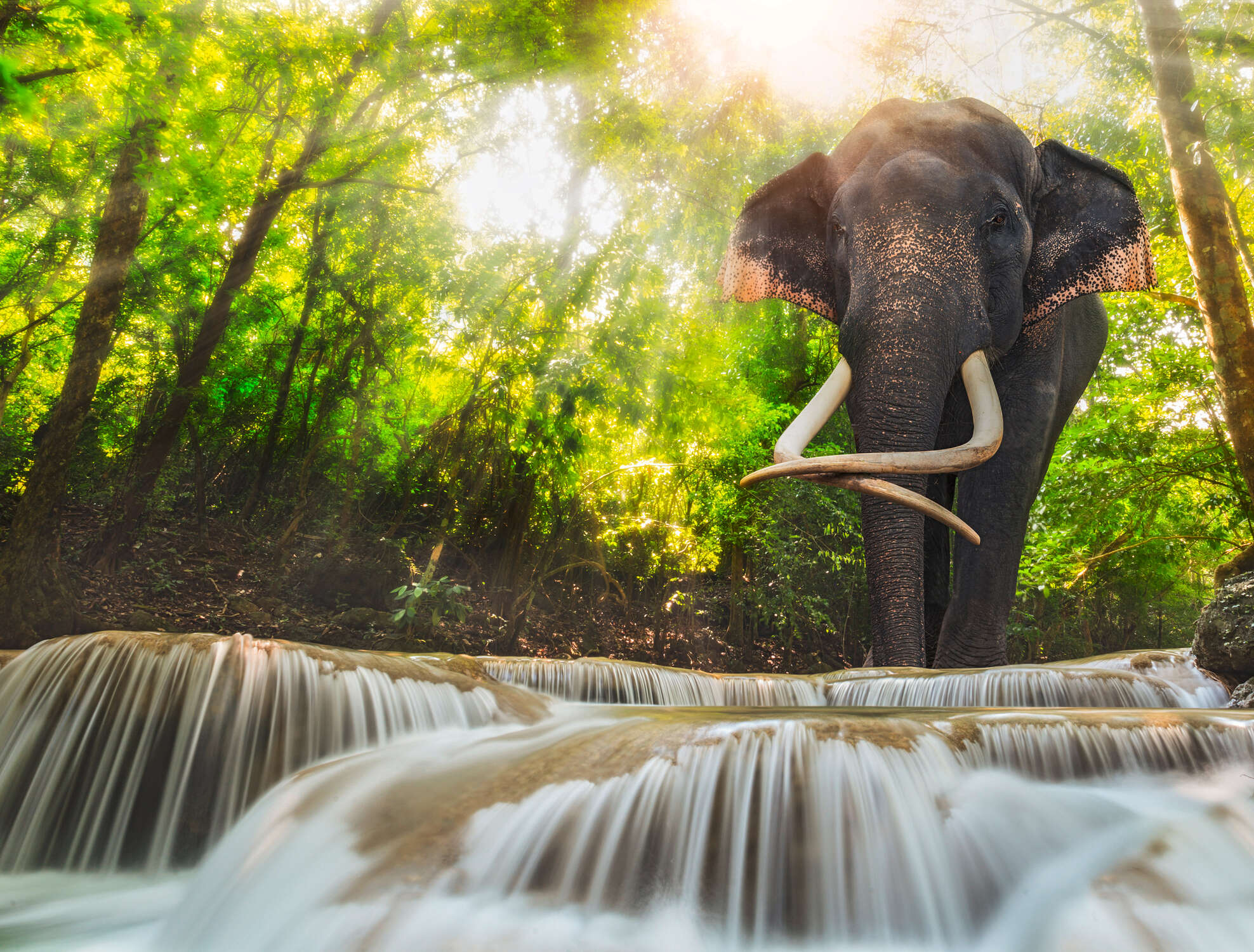 Elefant, Stoßzahn, Wald, Wasserfall, Wildlife