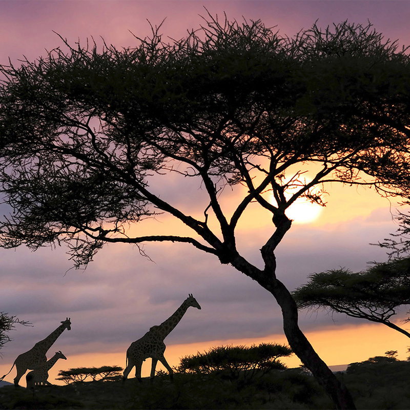 Safari, Giraffe, Sonnenuntergang, Akazienbaum, Silhouette