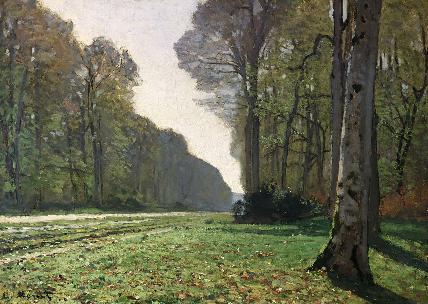 Landschaft, Wald, Bäume, Gras, Pfad
