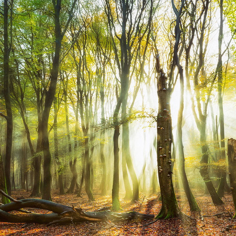         Architects Paper Fototapete AP Digital 4
    