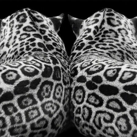         Papier peint panoramique Couple de léopards sur fond noir
    