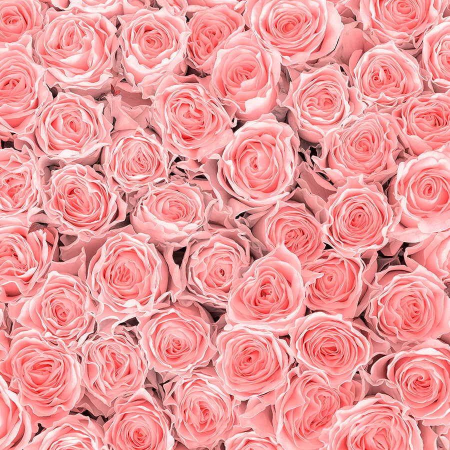 pink roses, rose bouquet, flower pattern, roses, floral texture