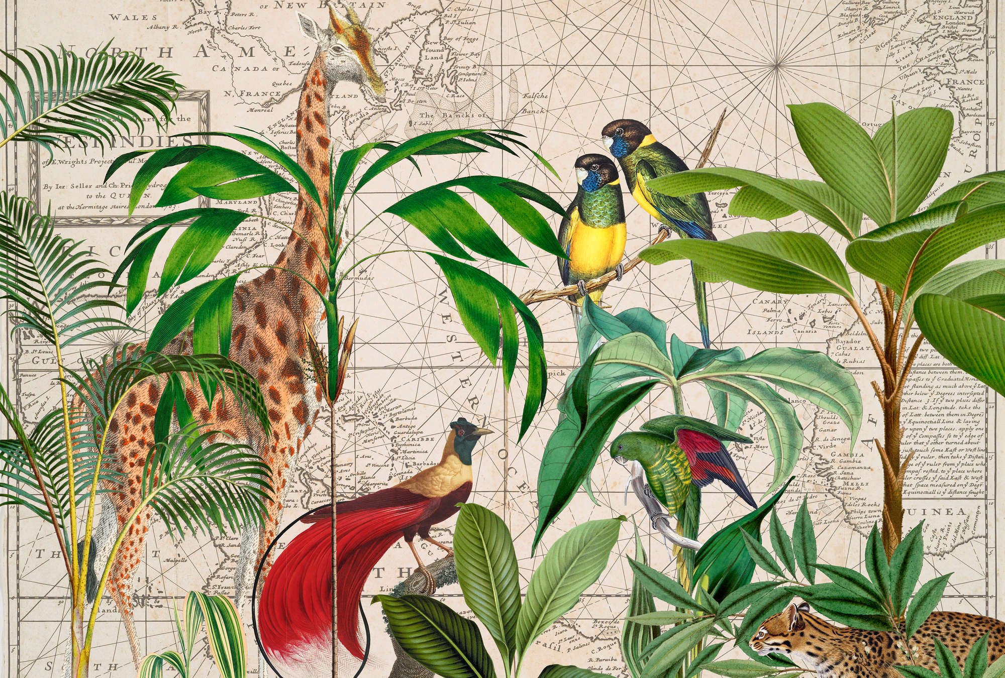 dschungel, vögel, pflanzen, tropisch, tierwelt
