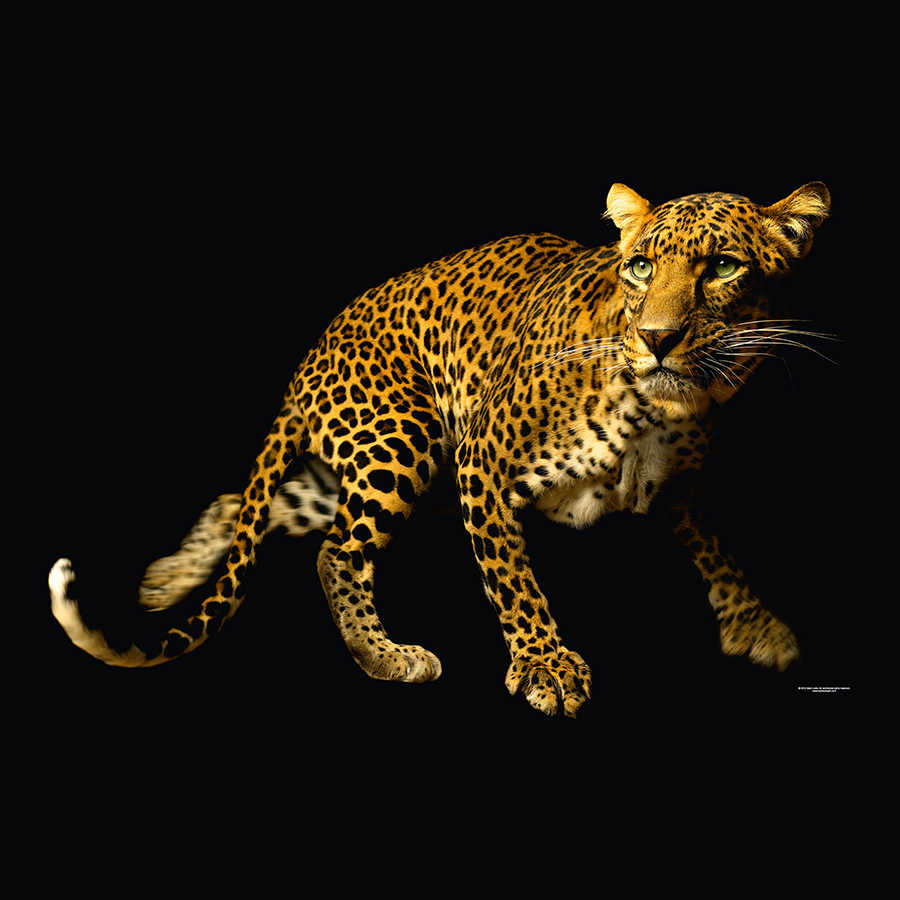 Leopard, Leopardin, Großkatze, Tierfell, Tiermuster