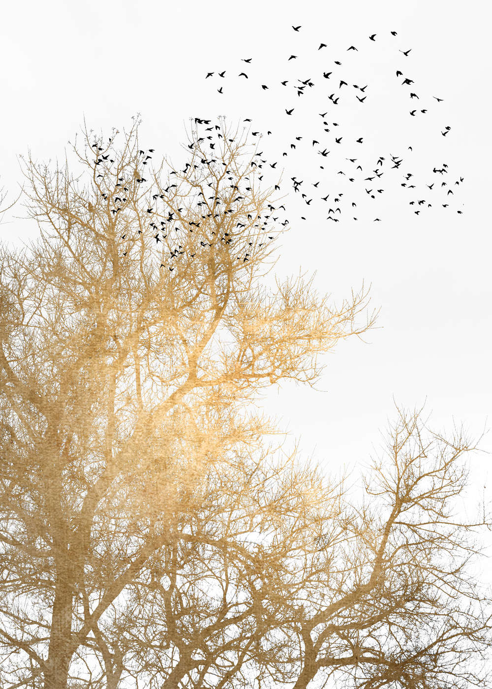 Baum, Baumkronen, Vögel, Herbstlicht, Herbstlandschaft