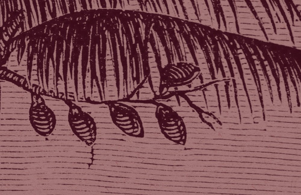 Blatt, Pflanze, Kunst, Zeichnen