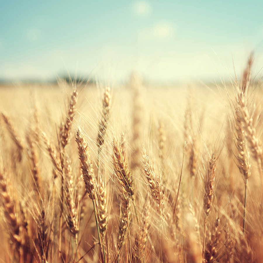 Weizen, Wheat, Getreide, Kornfeld, Agrarland