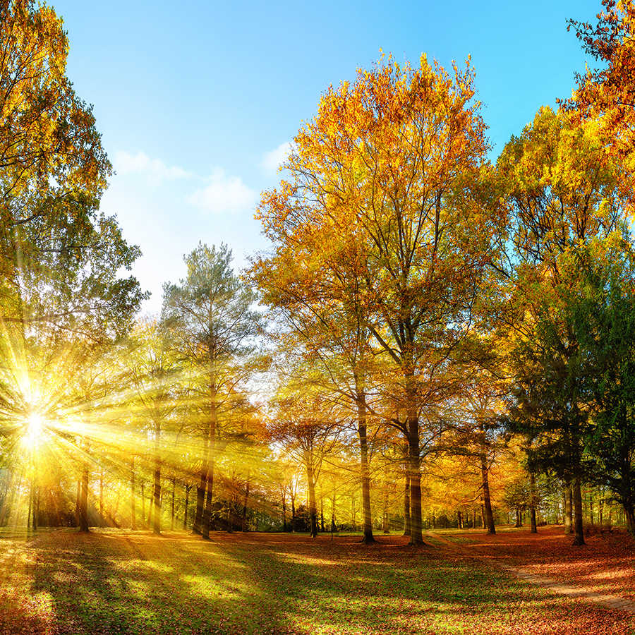 Herbstwald, Herbstlaub, Sonne, Waldweg, Lichtstrahlen