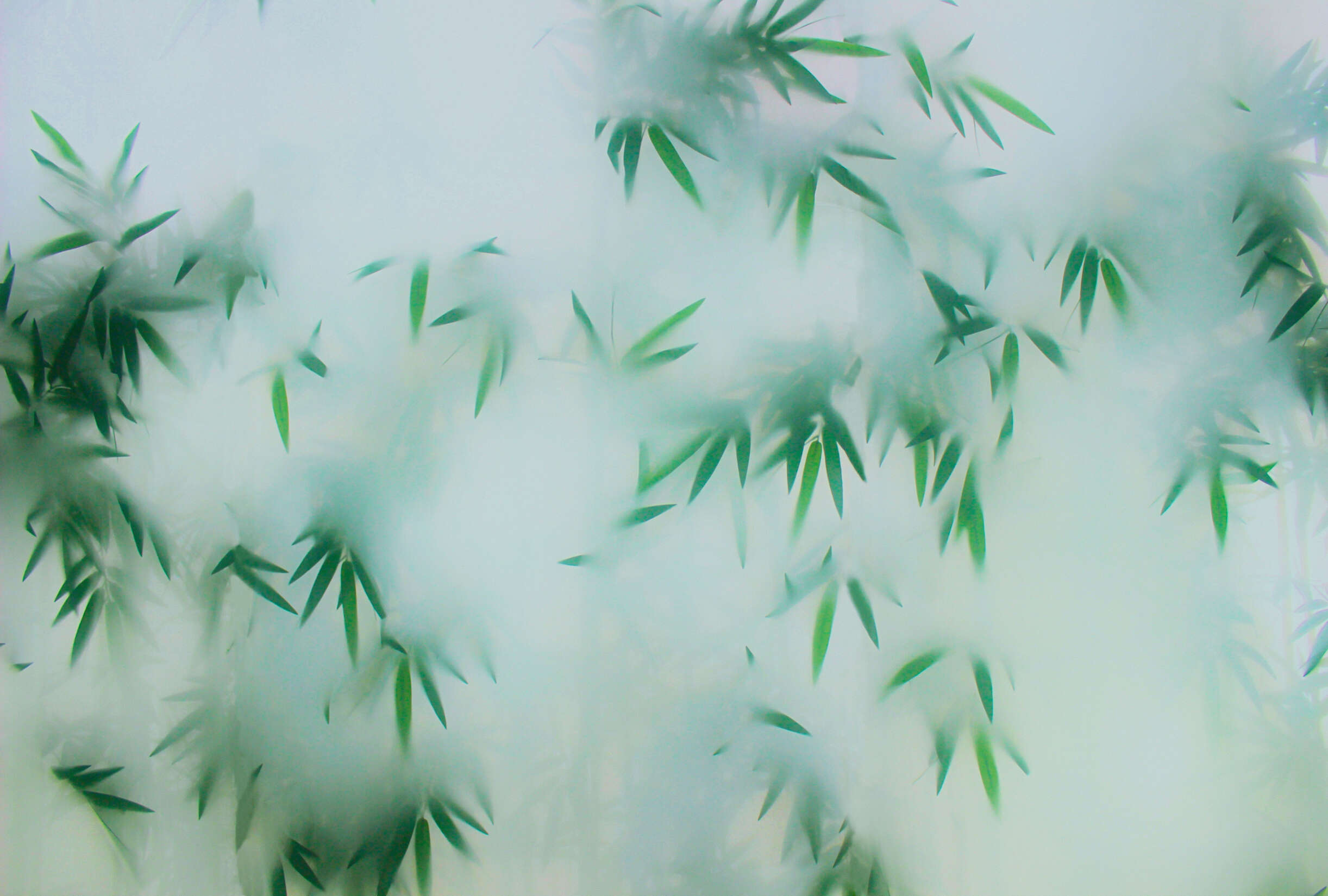 Blatt, Pflanze, Grün