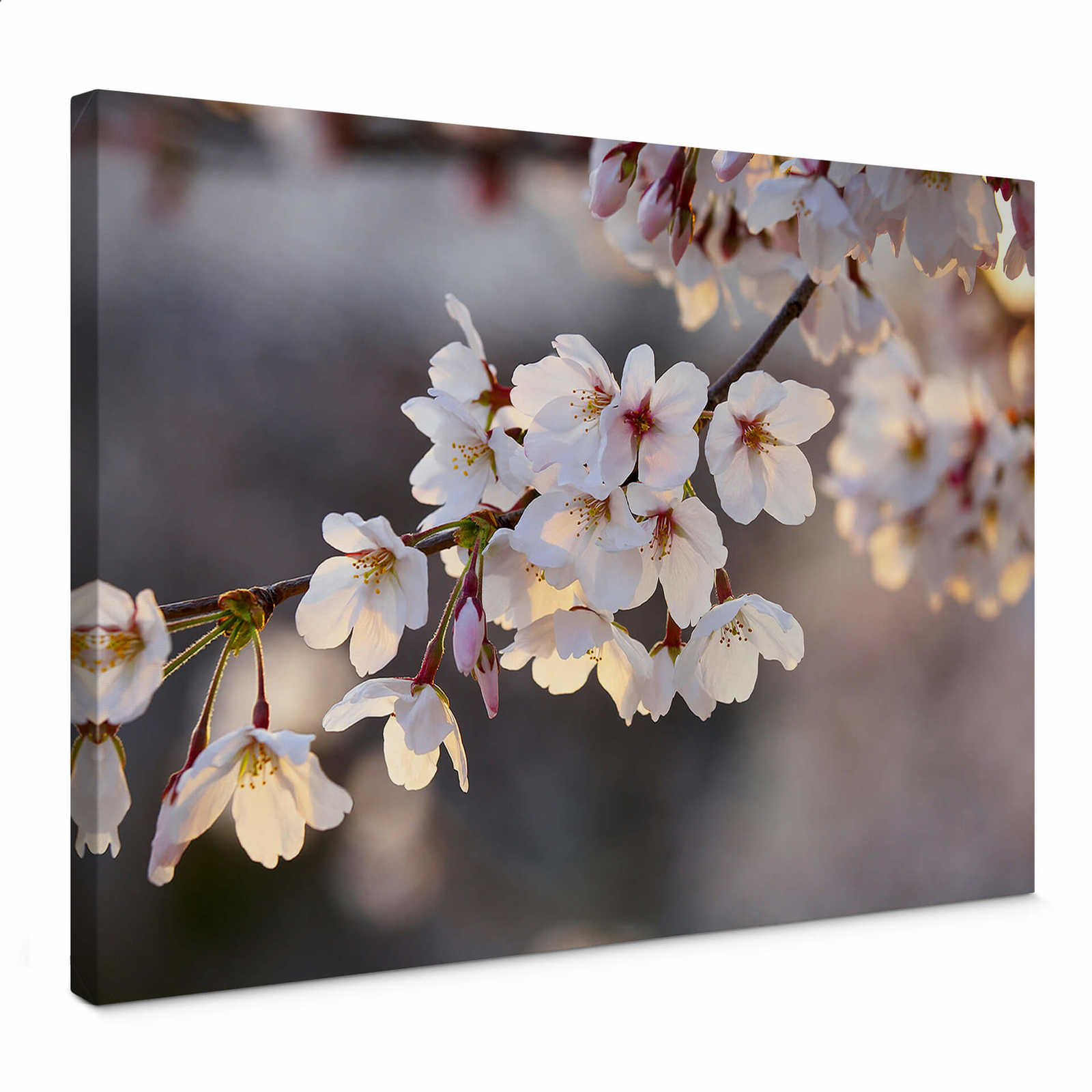         Canvas schilderij Cherry Blossom Branch - 0,70 m x 0,50 m
    