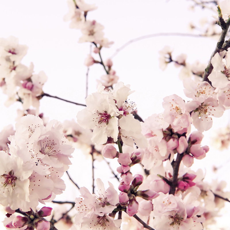 blüten, kirschblüte, zweig, pflanze, blumenkranz