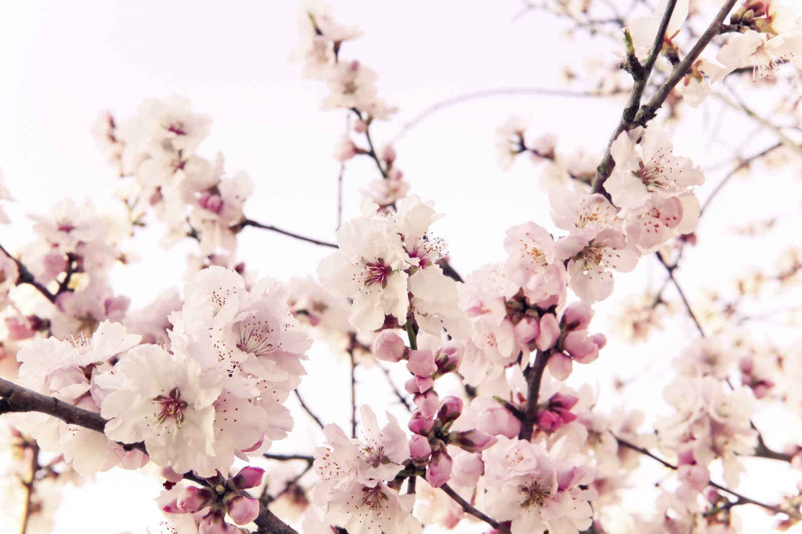             Natur Leinwandbild mit Kirschblüten – 0,90 m x 0,60 m
        